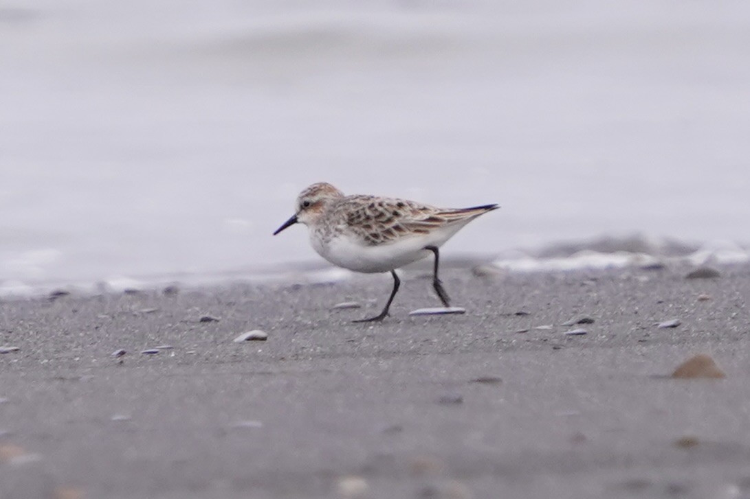 rødstrupesnipe - ML654501145