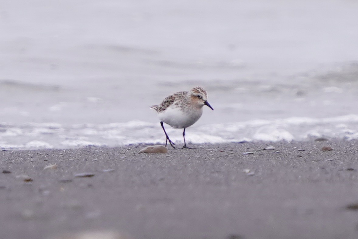 rødstrupesnipe - ML654501146