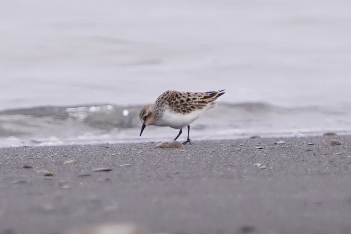 rødstrupesnipe - ML654501147