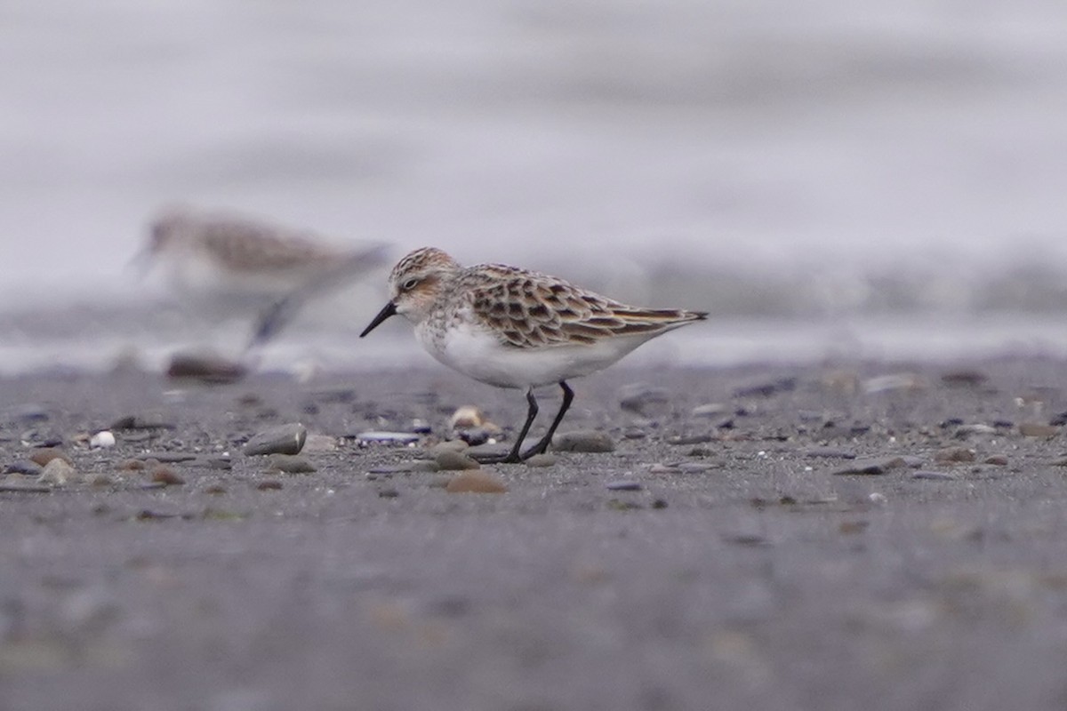 rødstrupesnipe - ML654501148