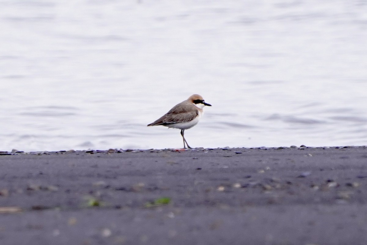 ørkenlo - ML654501159