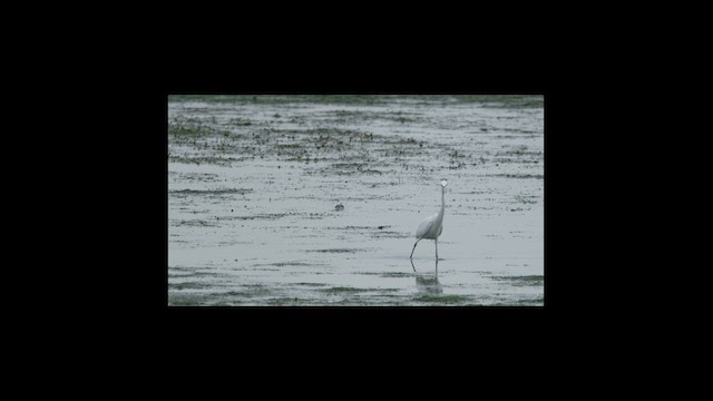 Chinese Egret - ML654503713