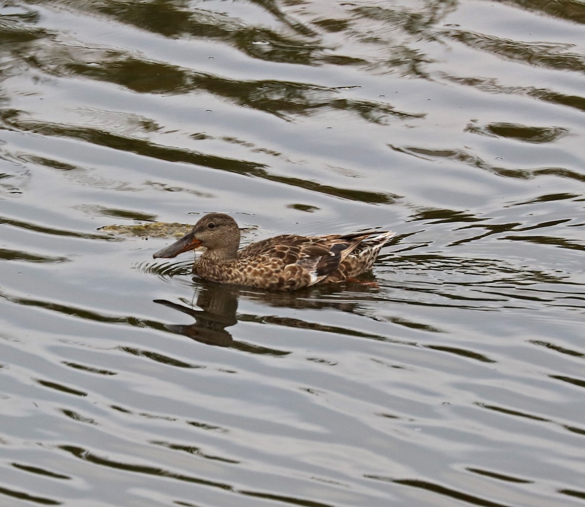 Northern Shoveler - ML65450661