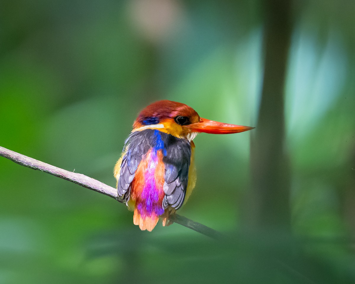Black-backed Dwarf-Kingfisher - ML654507266
