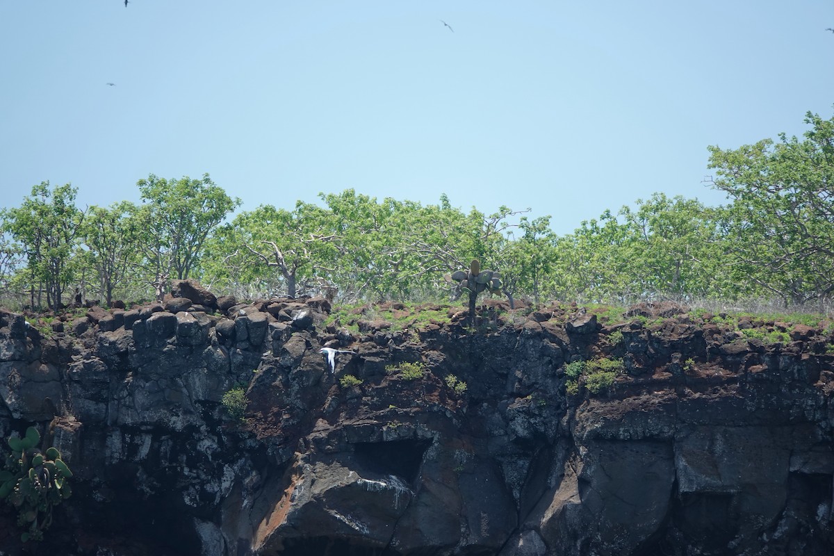 פיתון ים-סוף - ML654510204