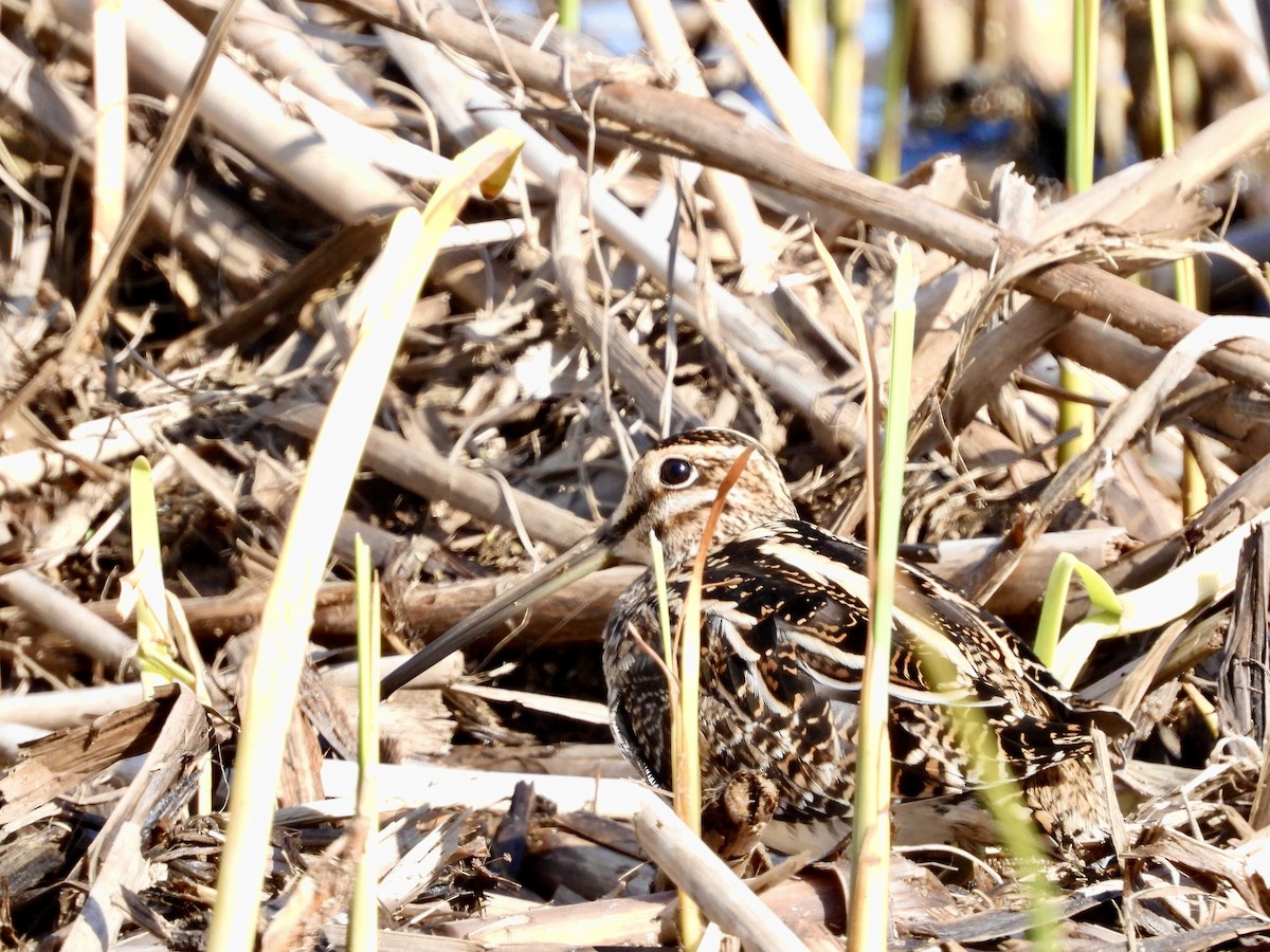 Wilson's Snipe - ML654510748