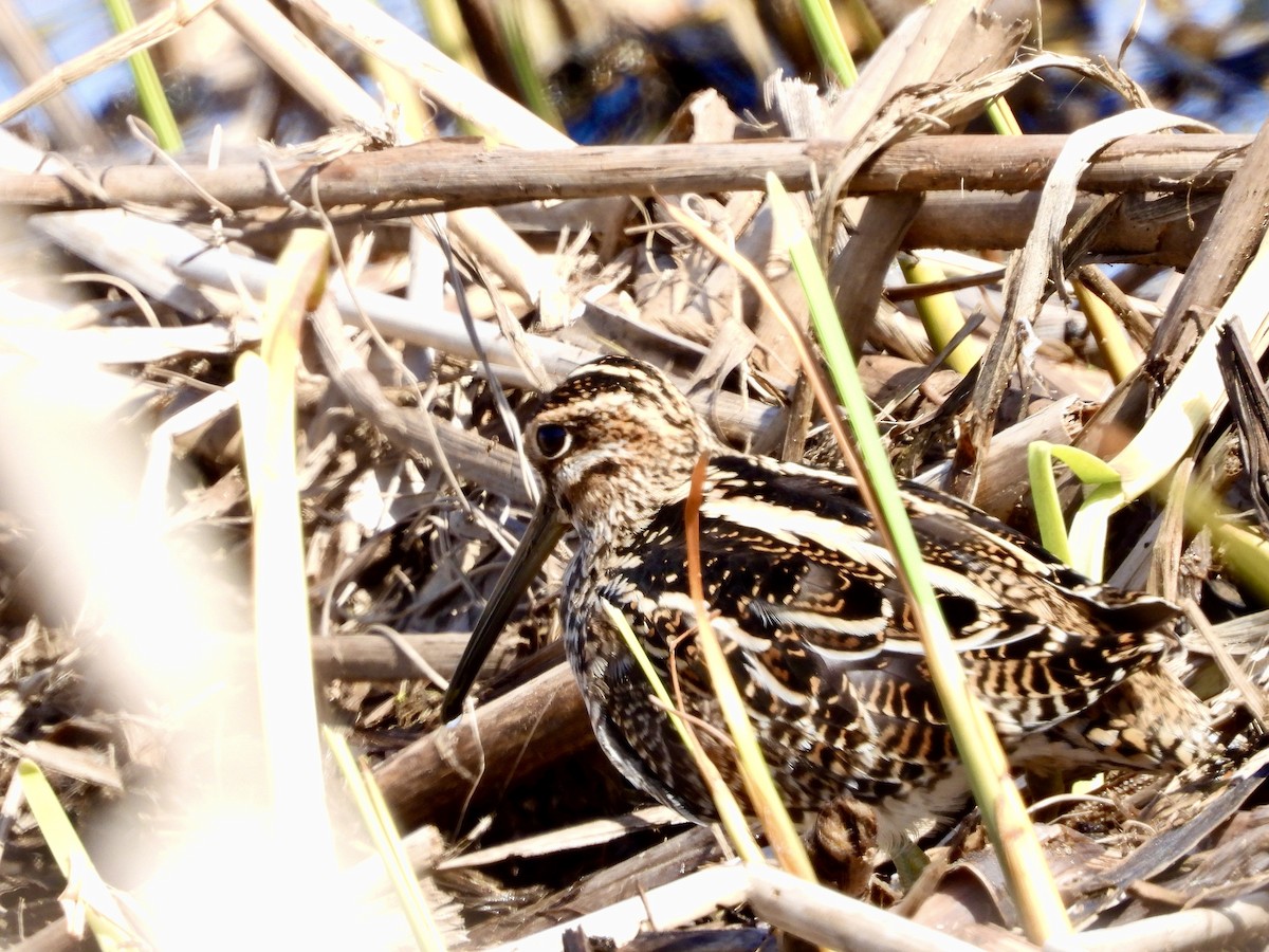 Wilson's Snipe - ML654510749