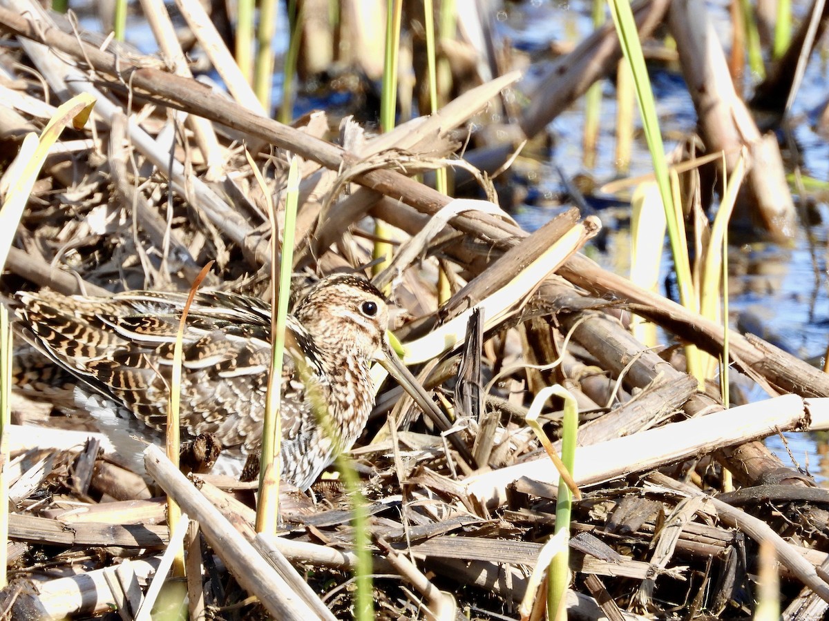 Wilson's Snipe - ML654510750