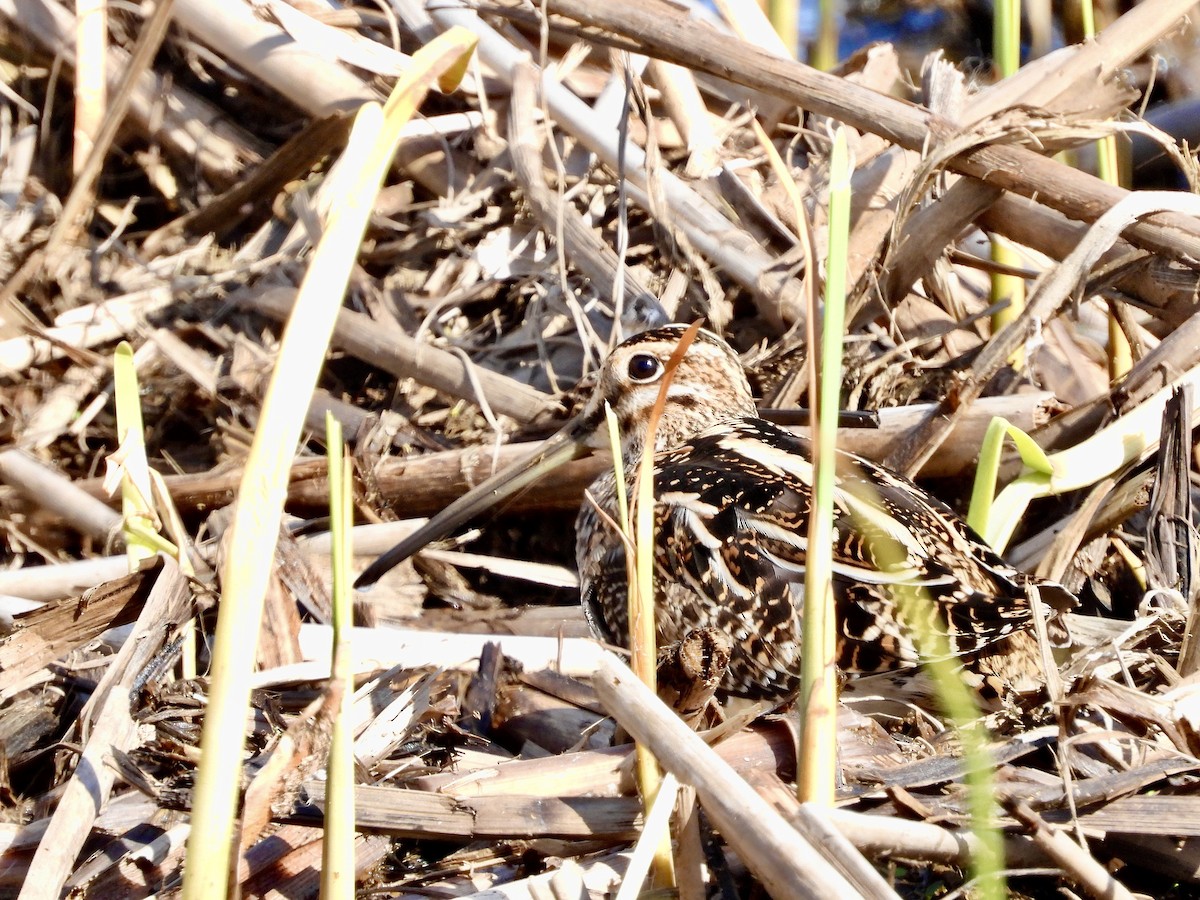 Wilson's Snipe - ML654510751