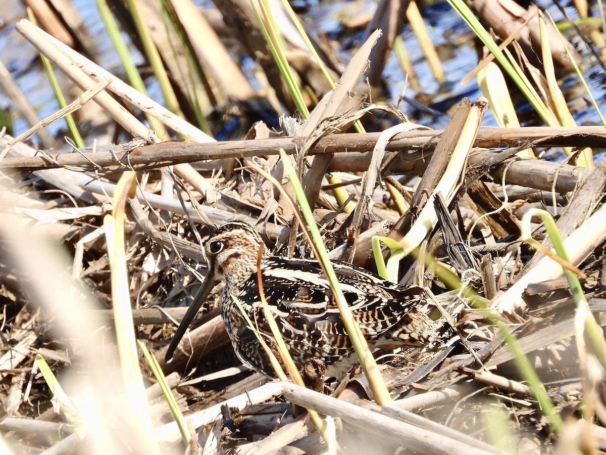 Wilson's Snipe - ML654510752