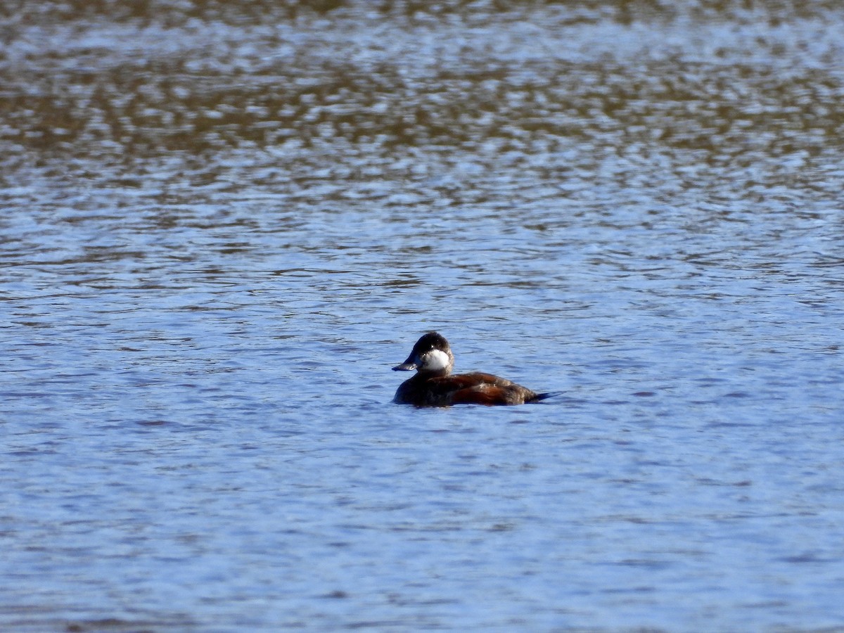 Ruddy Duck - ML654510805