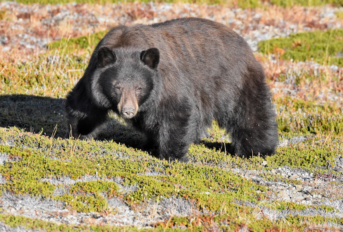 American Black Bear - ML654510993