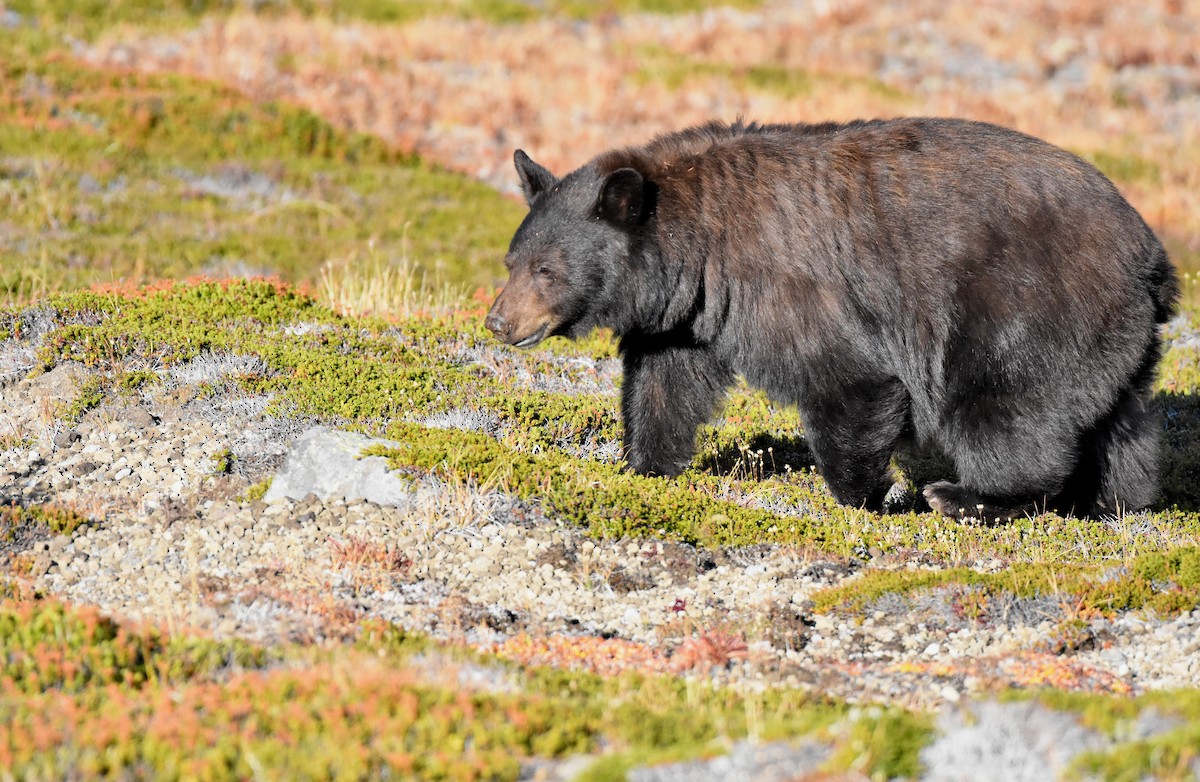 American Black Bear - ML654510998