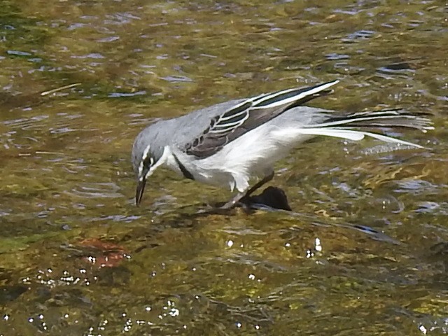 Gri Kuyruksallayan - ML654511289