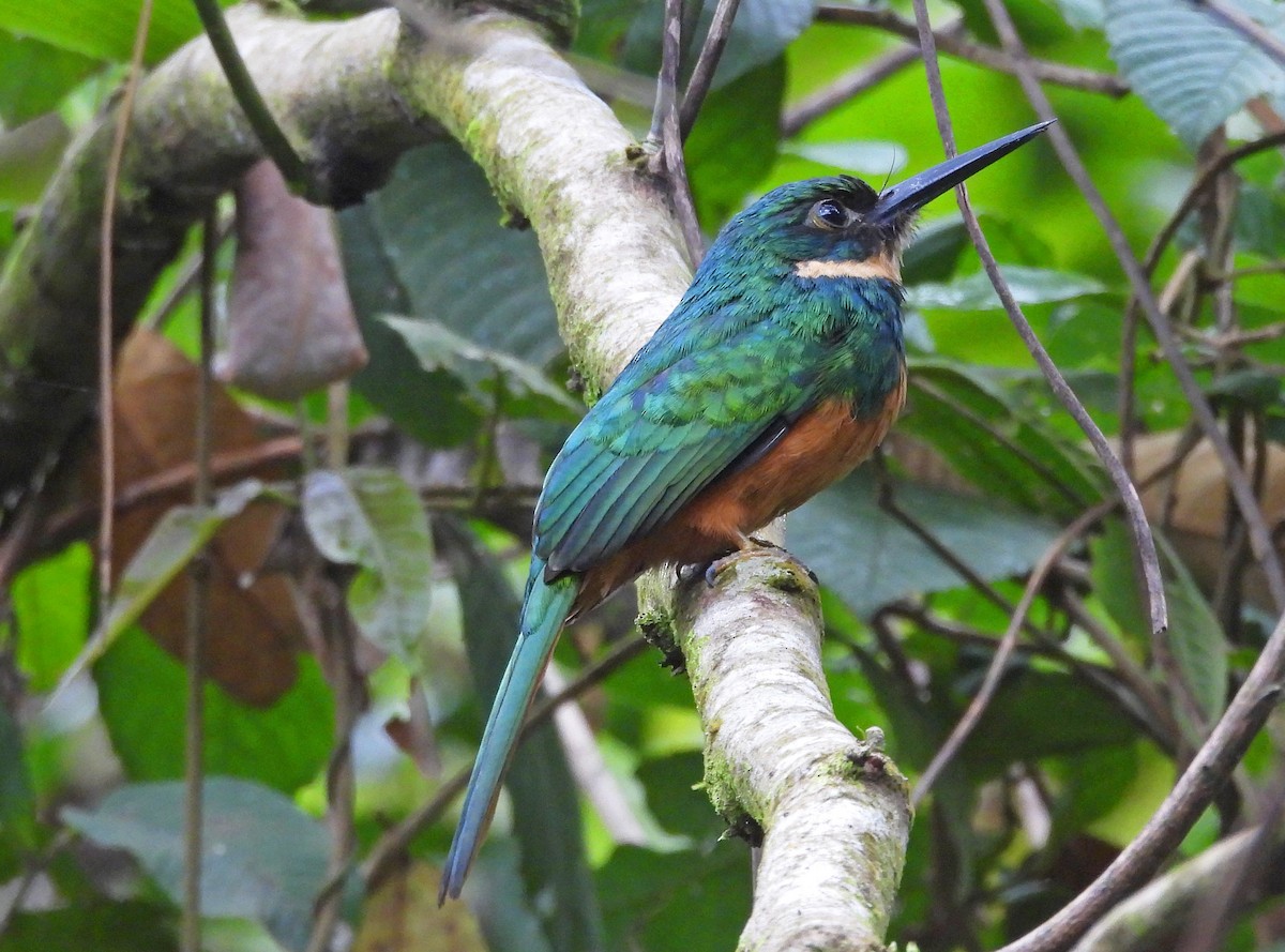 eBird Checklist - 20 Mar 2026 - Bogarin - 19 species