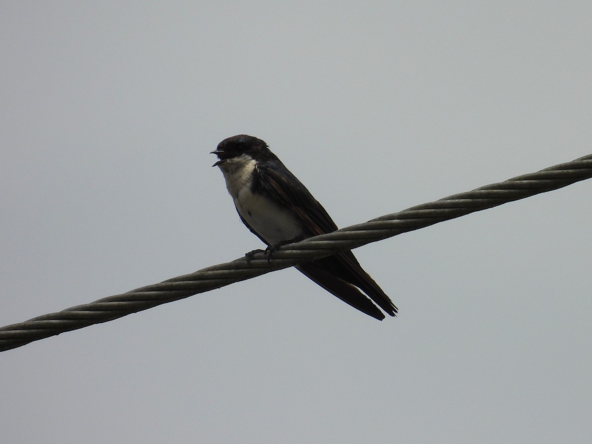 Blue-and-white Swallow - ML654513197