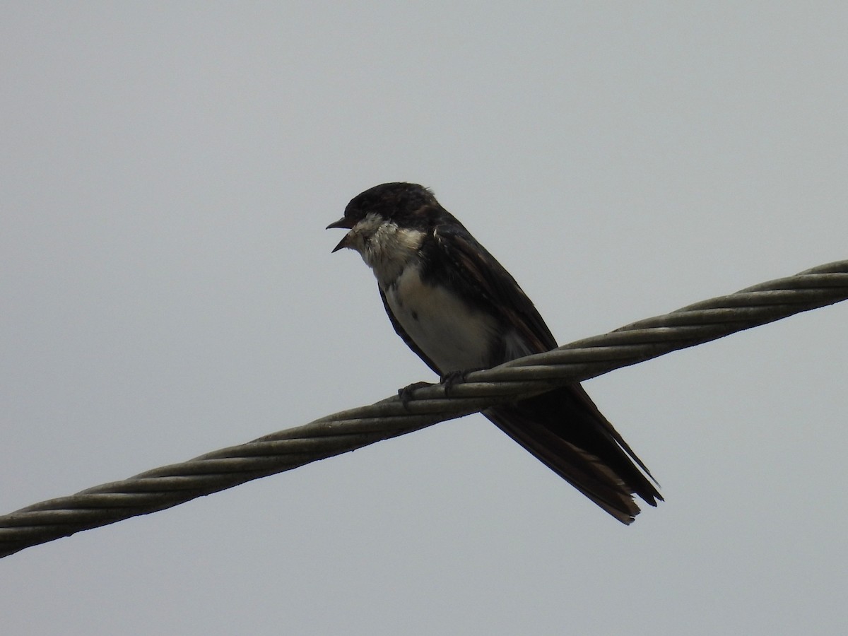 Blue-and-white Swallow - ML654513288