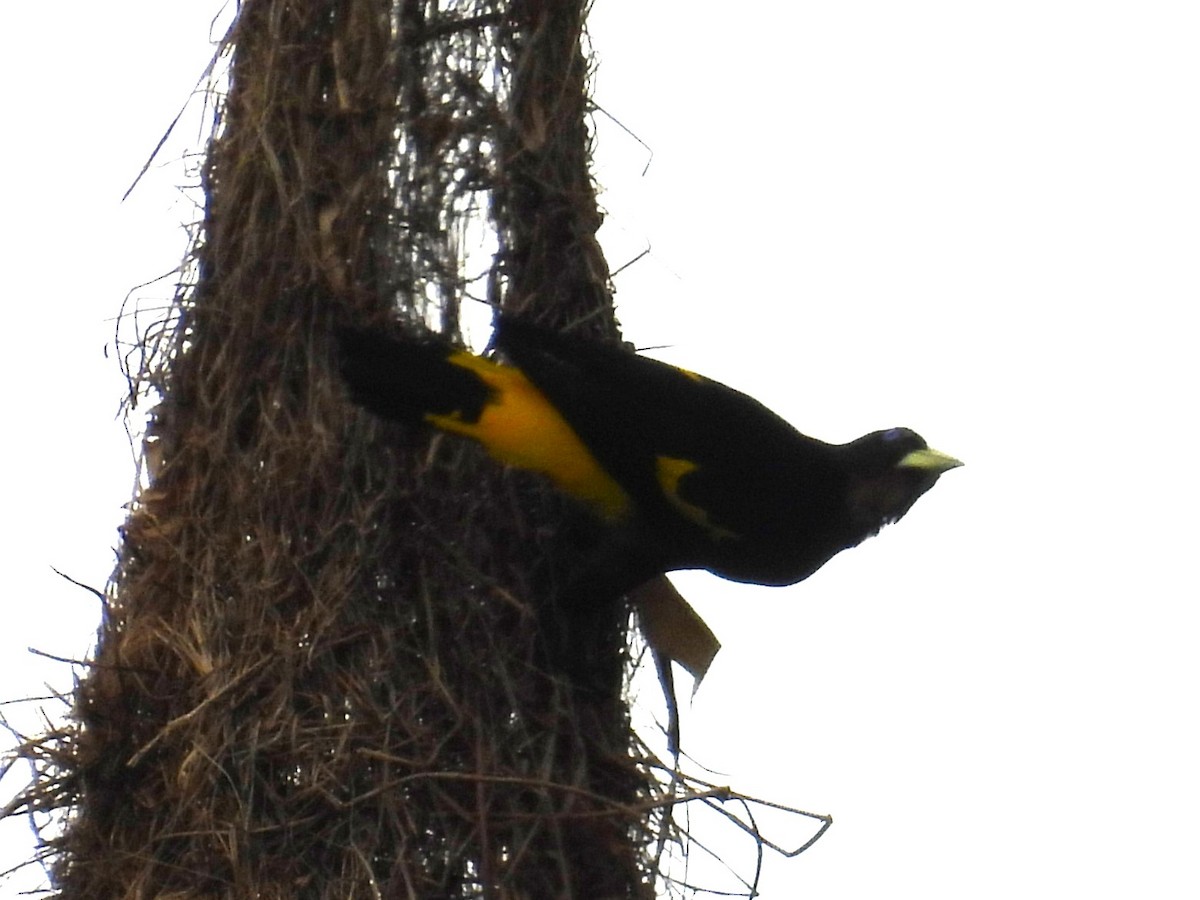 Yellow-rumped Cacique - ML654513334