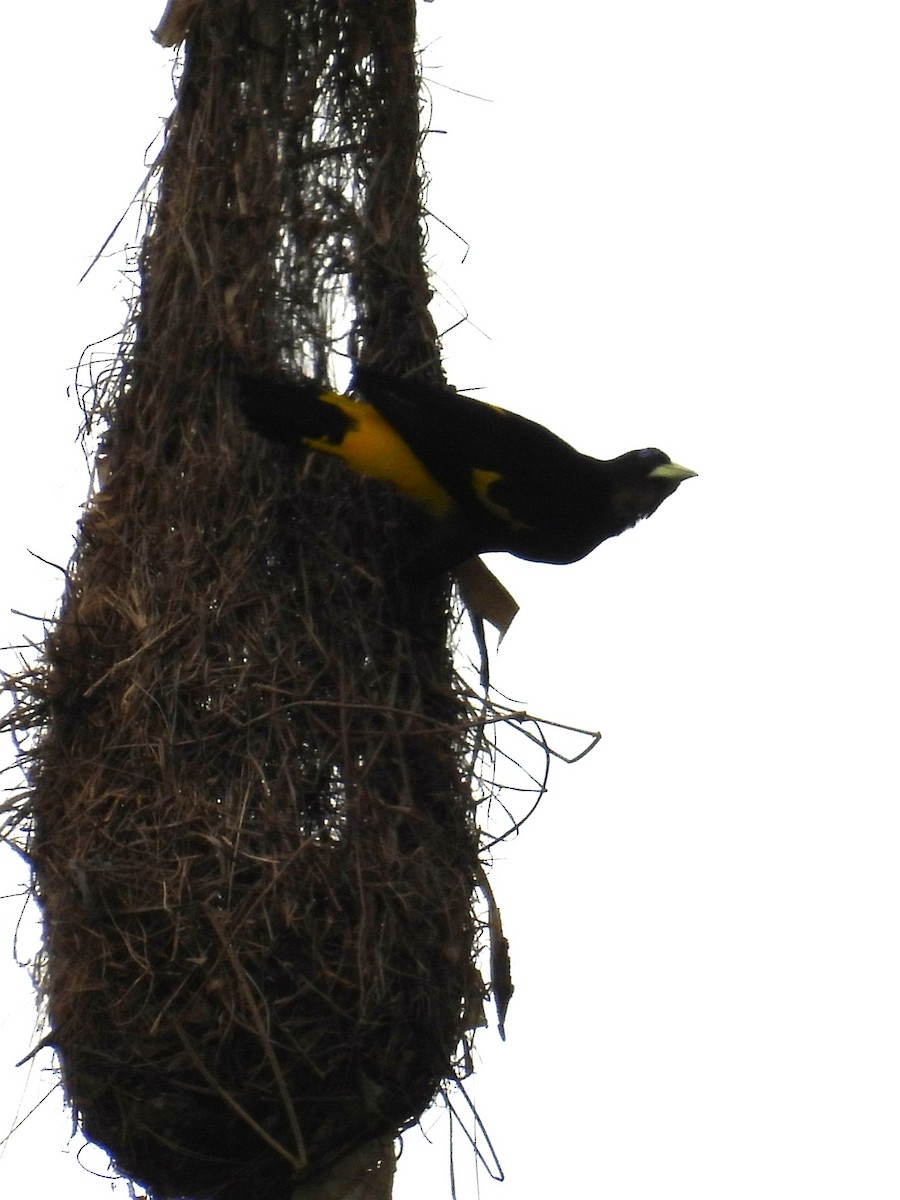 Yellow-rumped Cacique - ML654513335