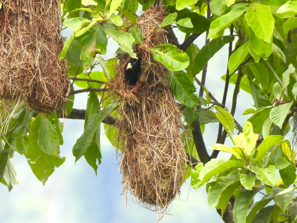 Yellow-rumped Cacique - ML654513419