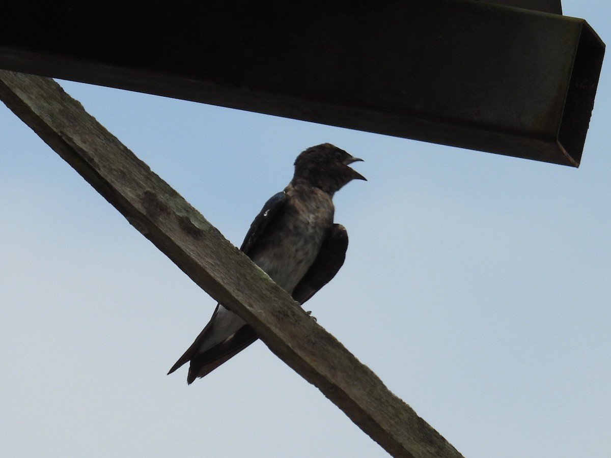 Gray-breasted Martin - ML654513696