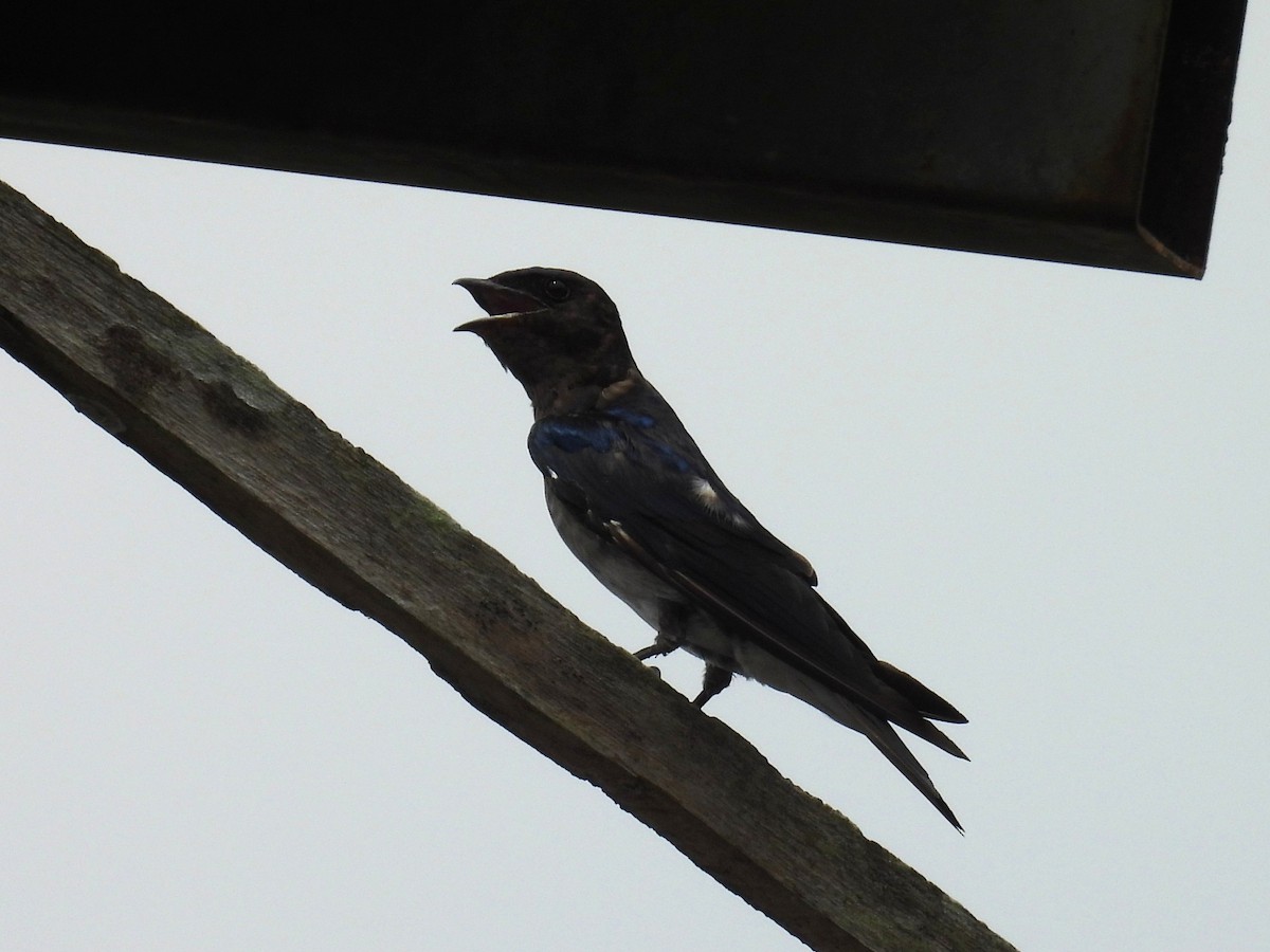 Gray-breasted Martin - ML654513808
