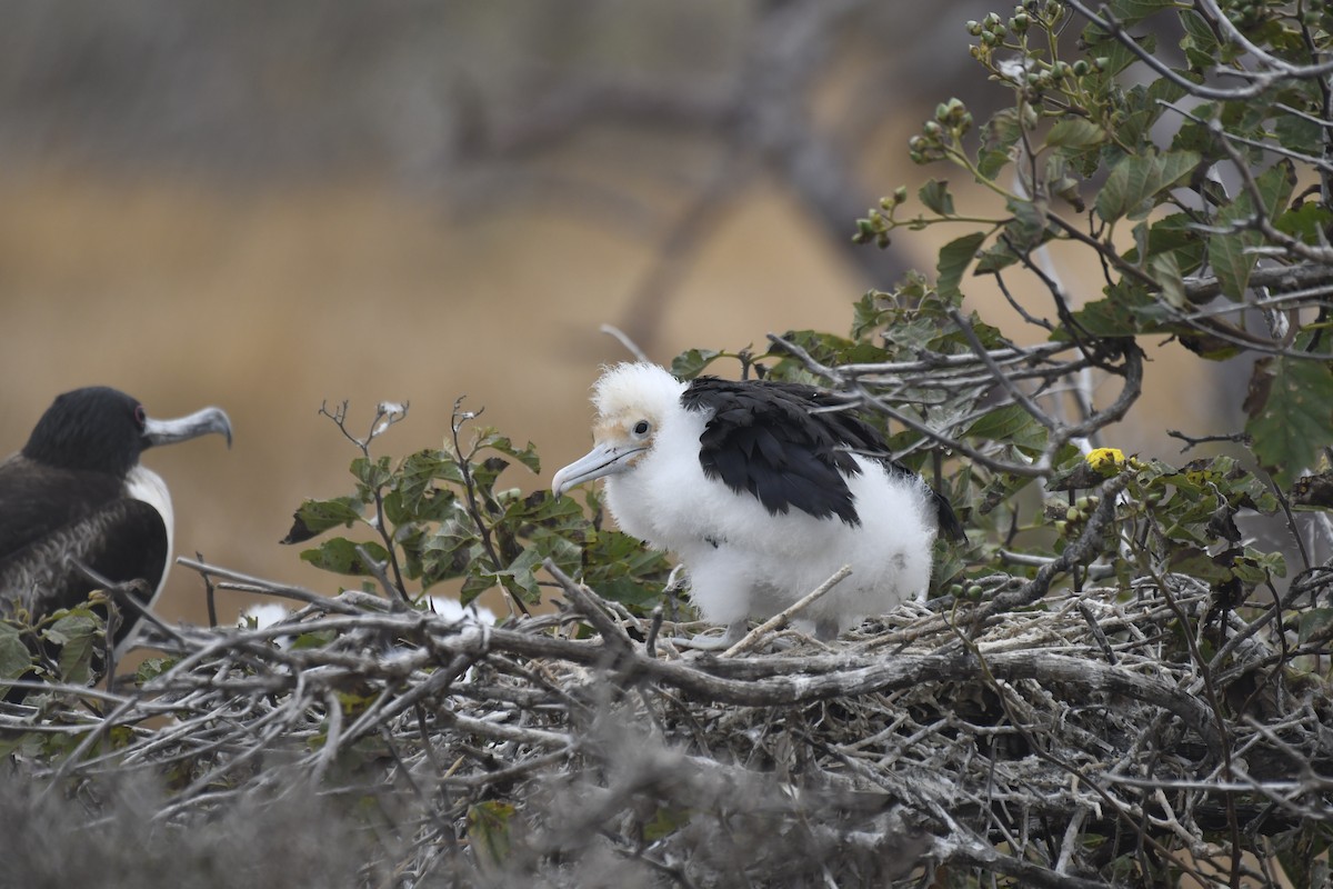 פריגט גדול - ML654514589