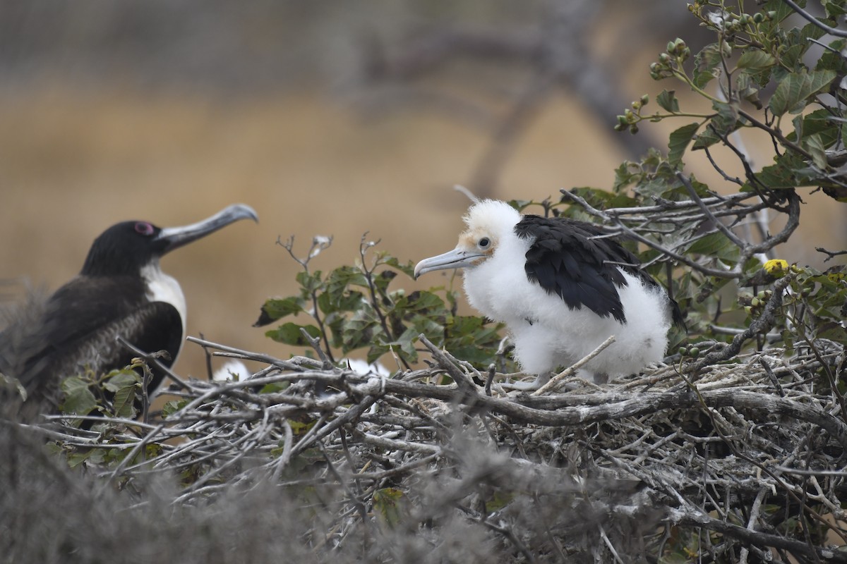 פריגט גדול - ML654514613