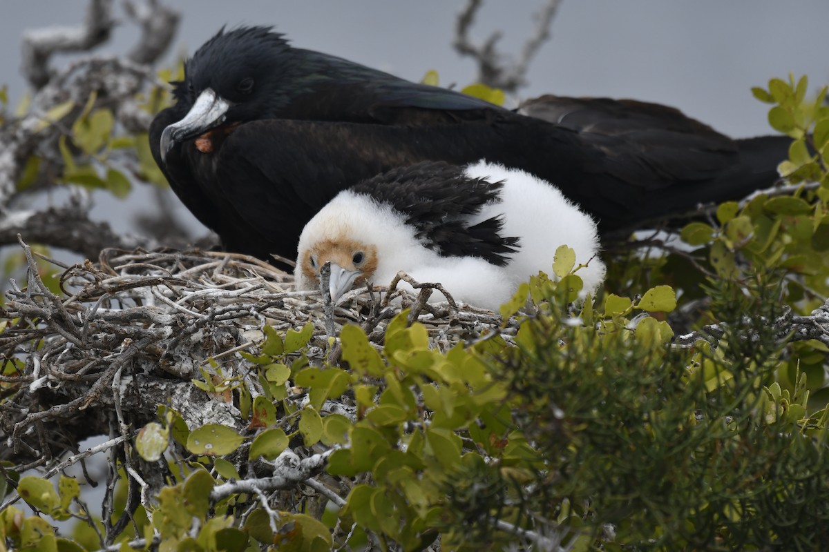 פריגט גדול - ML654514708