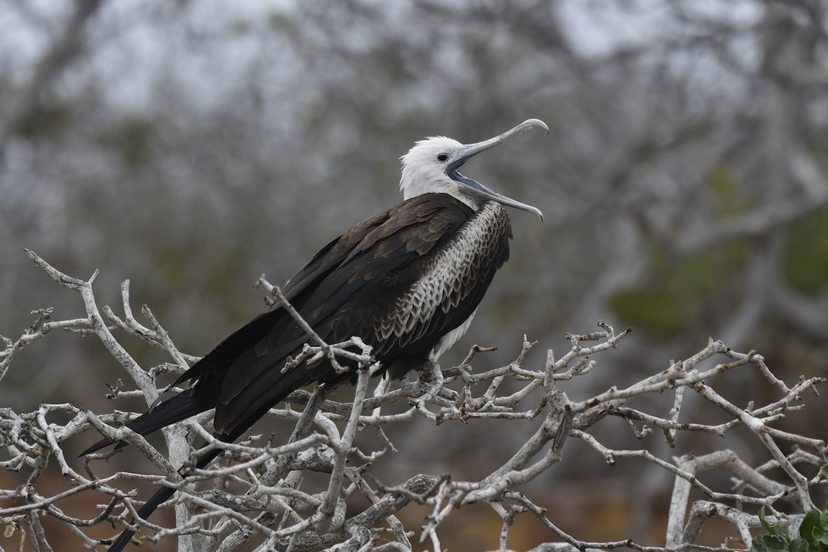 פריגט הדור - ML654514802
