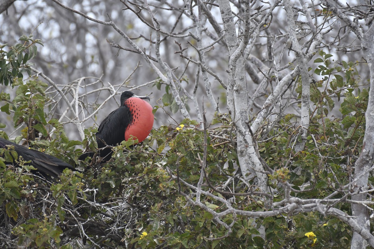 פריגט הדור - ML654514815