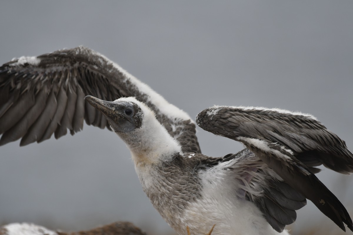 Blue-footed Booby - ML654514819