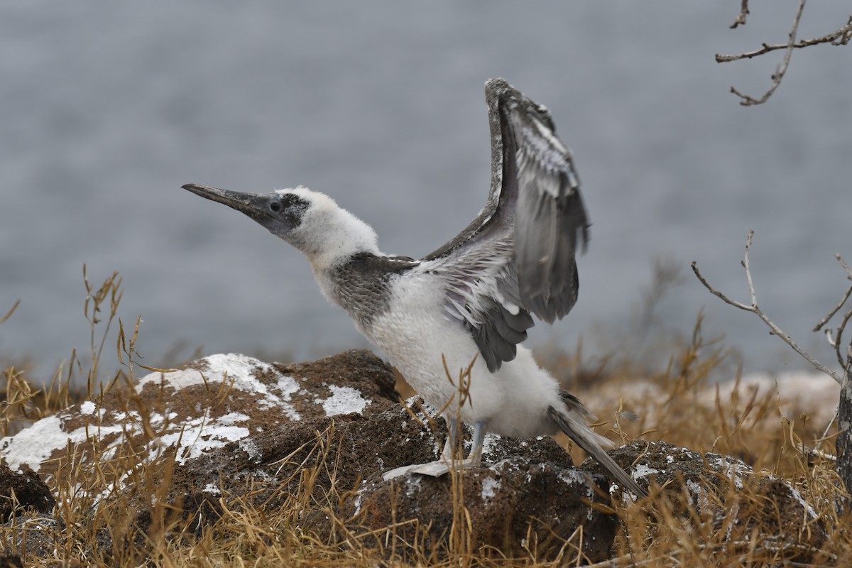 Blue-footed Booby - ML654514827