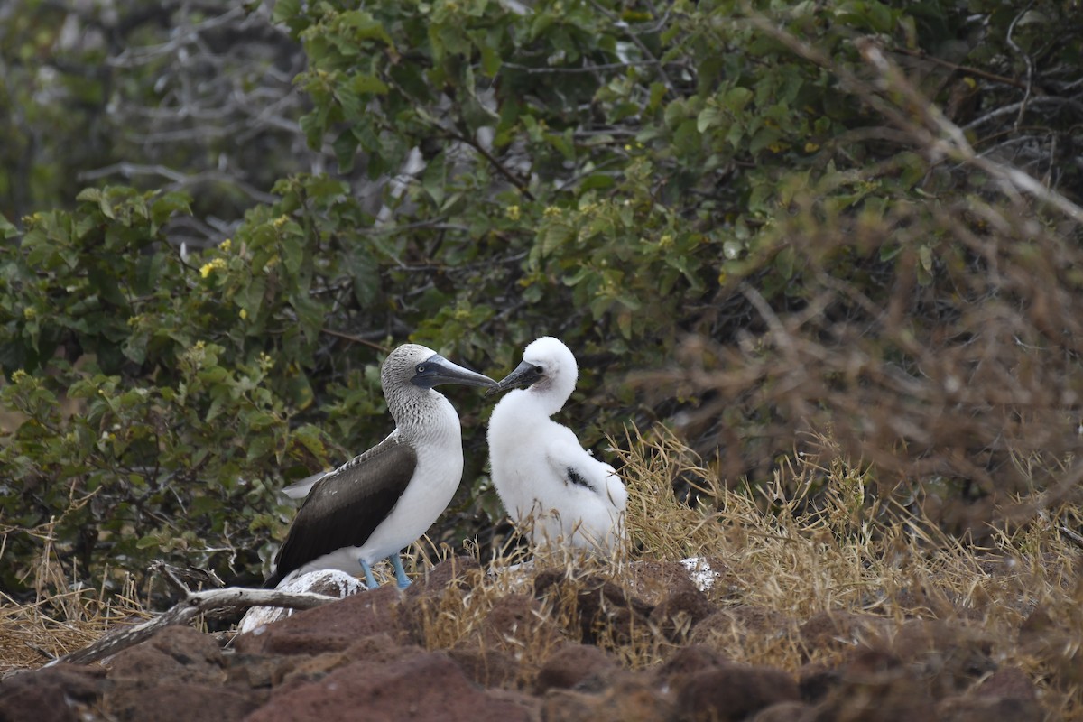 Blue-footed Booby - ML654514838