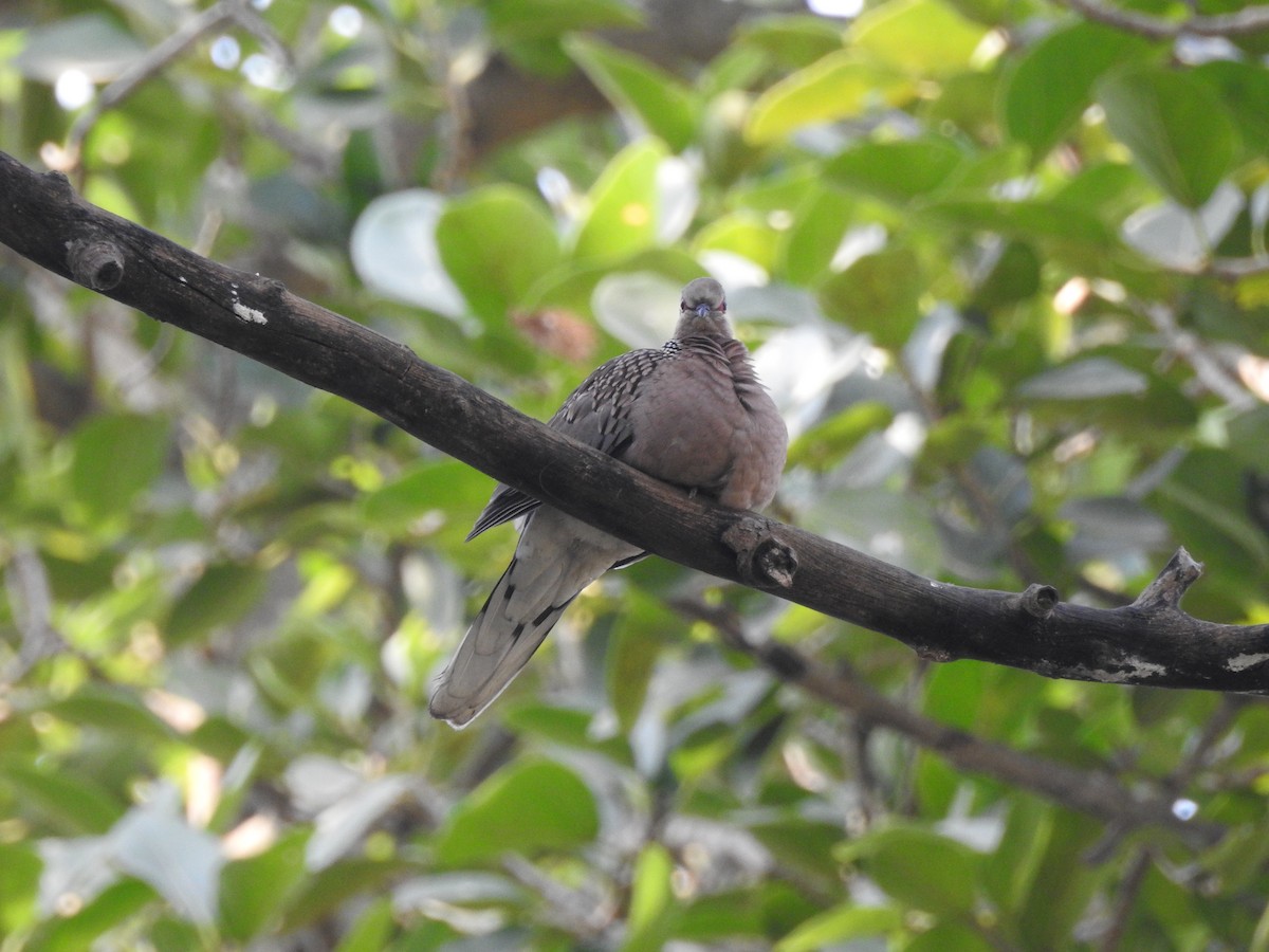 perlekragedue - ML654514872