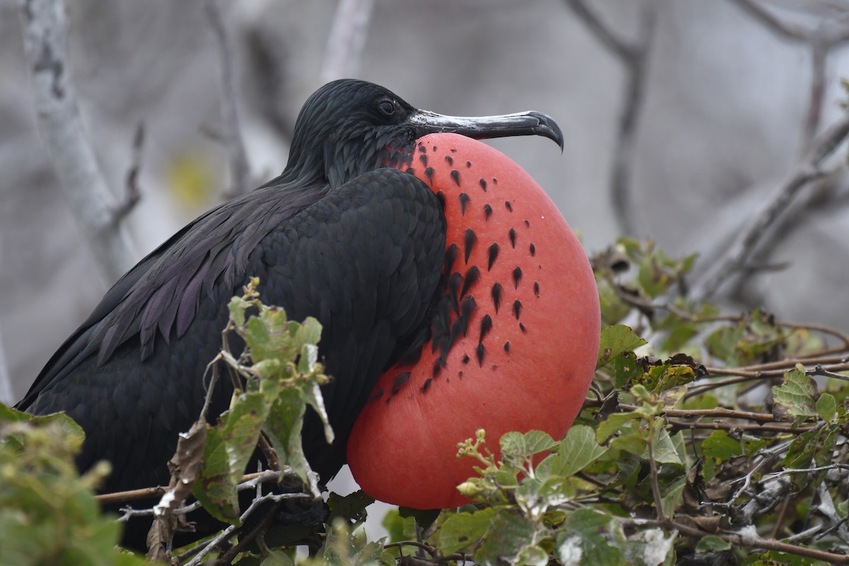 פריגט הדור - ML654514881