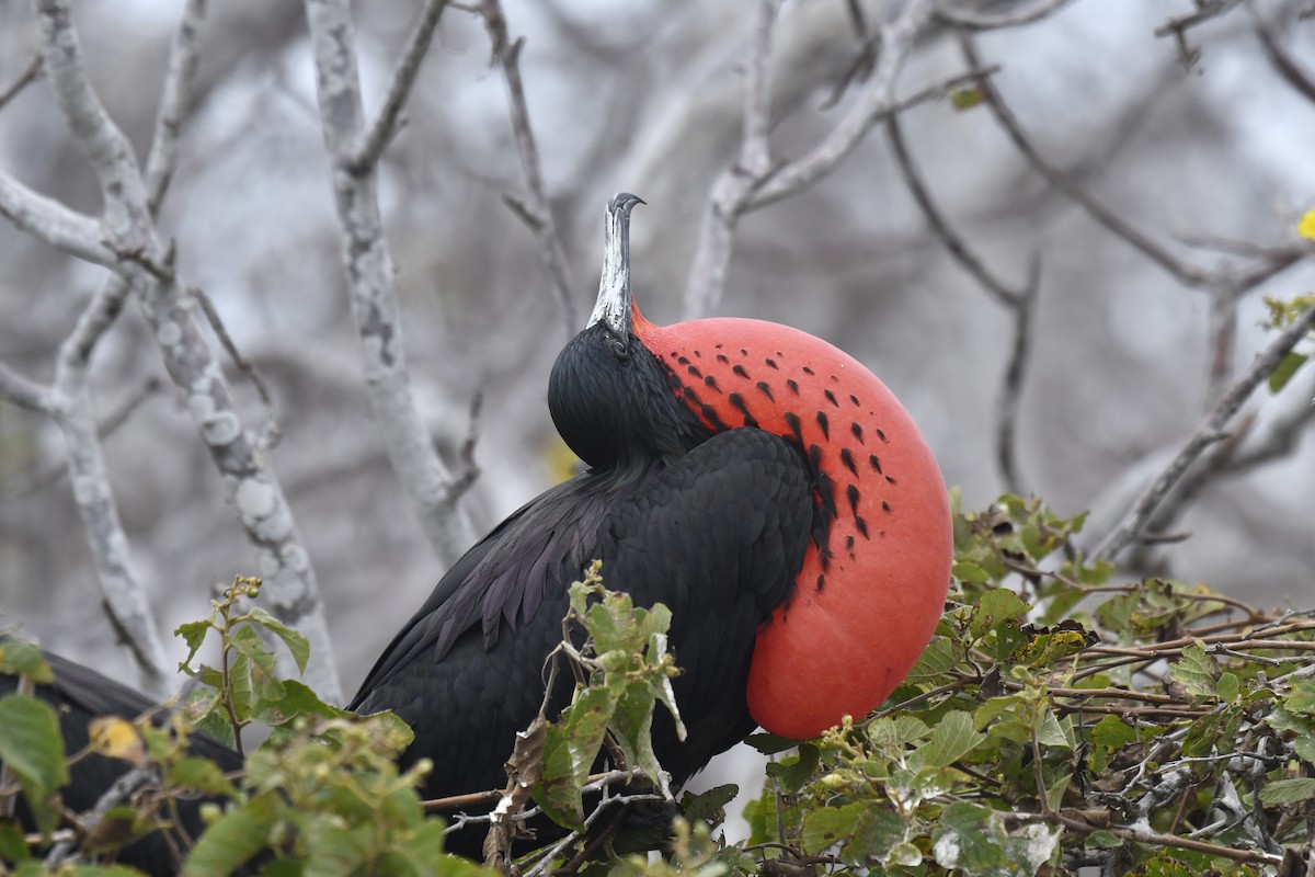 פריגט הדור - ML654514908