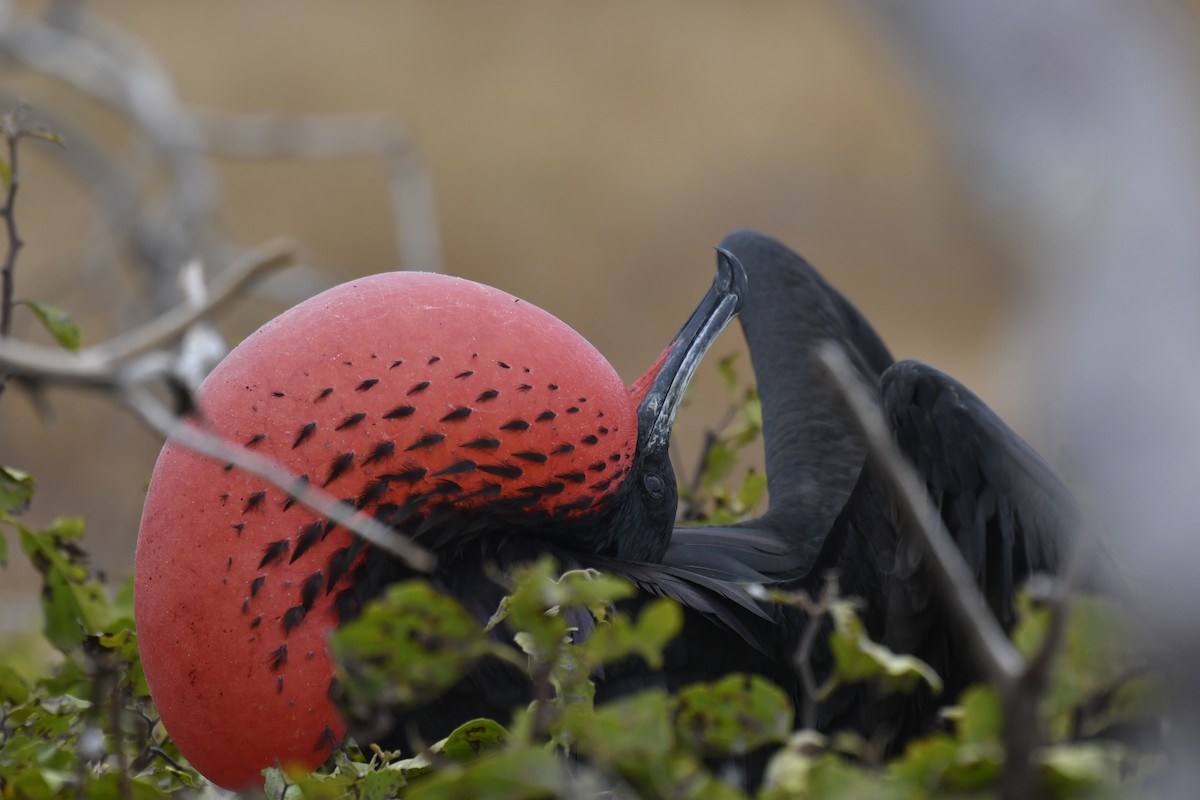 פריגט הדור - ML654514923