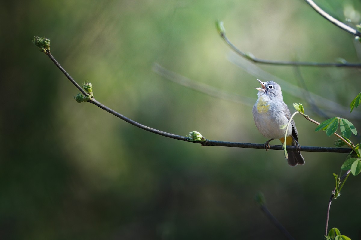 pinjeparula - ML654514935