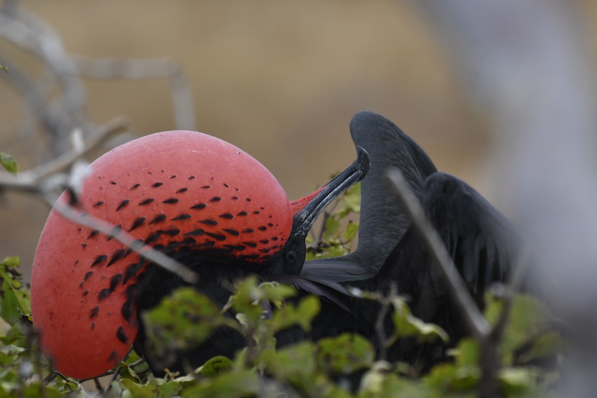 פריגט הדור - ML654514939