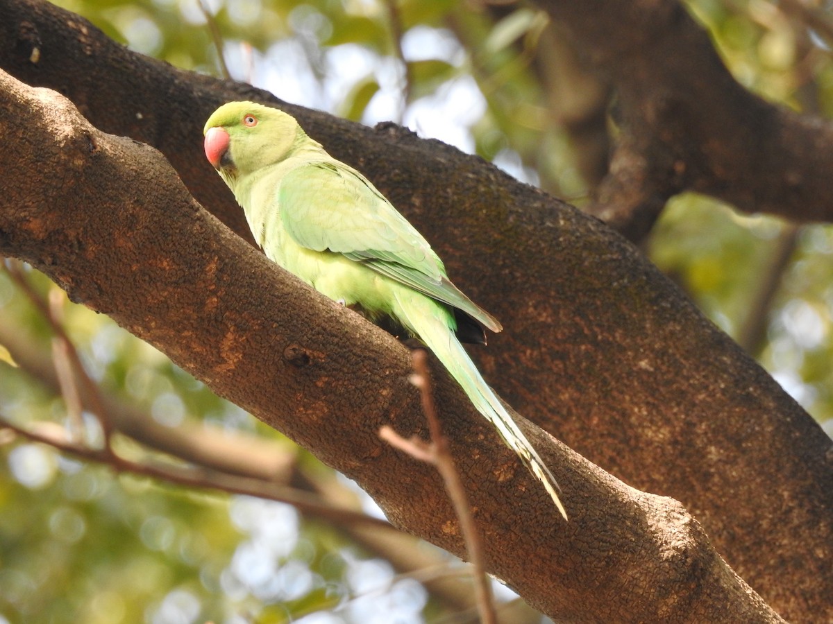 halsbåndparakitt - ML654514941