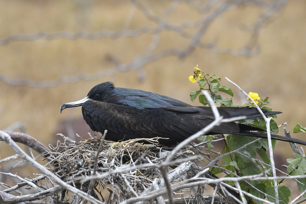 פריגט גדול - ML654514963