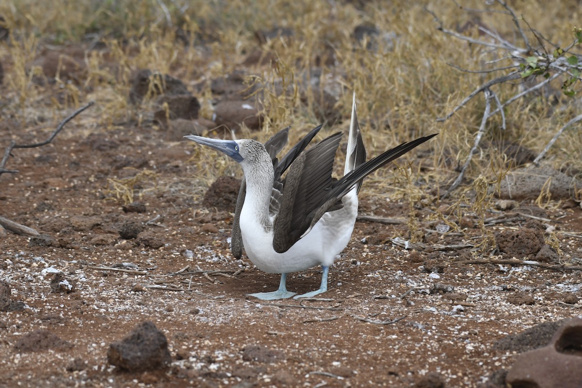 Blue-footed Booby - ML654514975