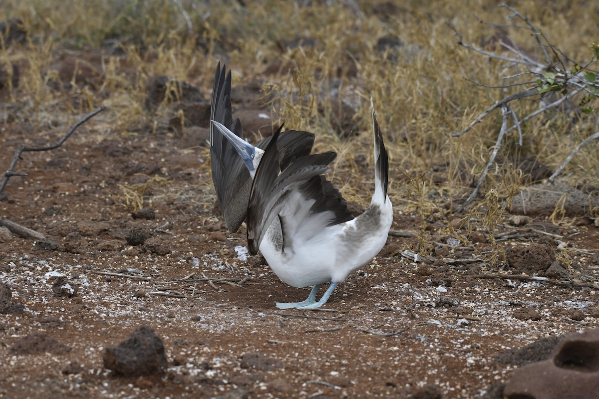 Blue-footed Booby - ML654514986