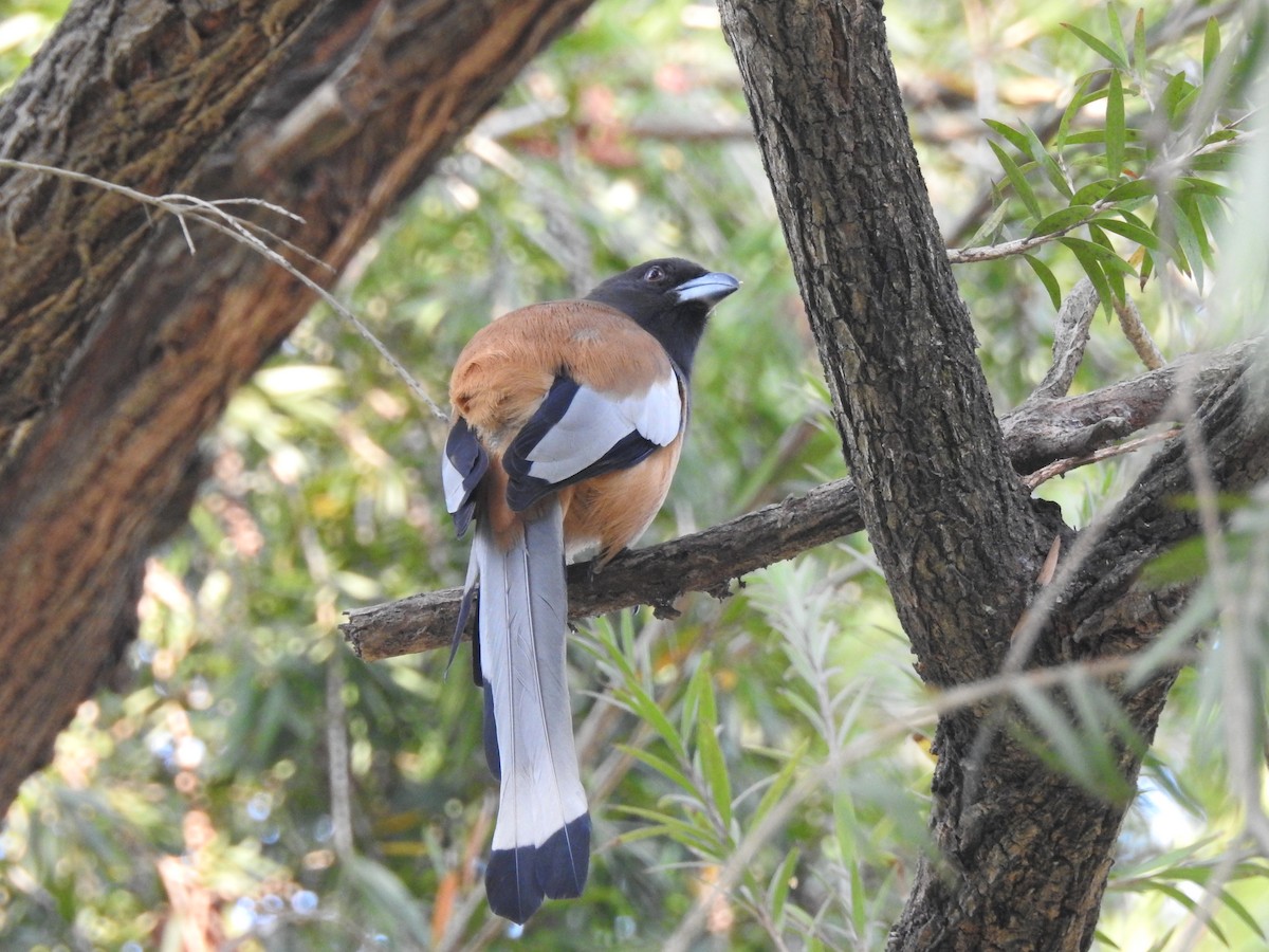 Wanderbaumelster - ML654514987