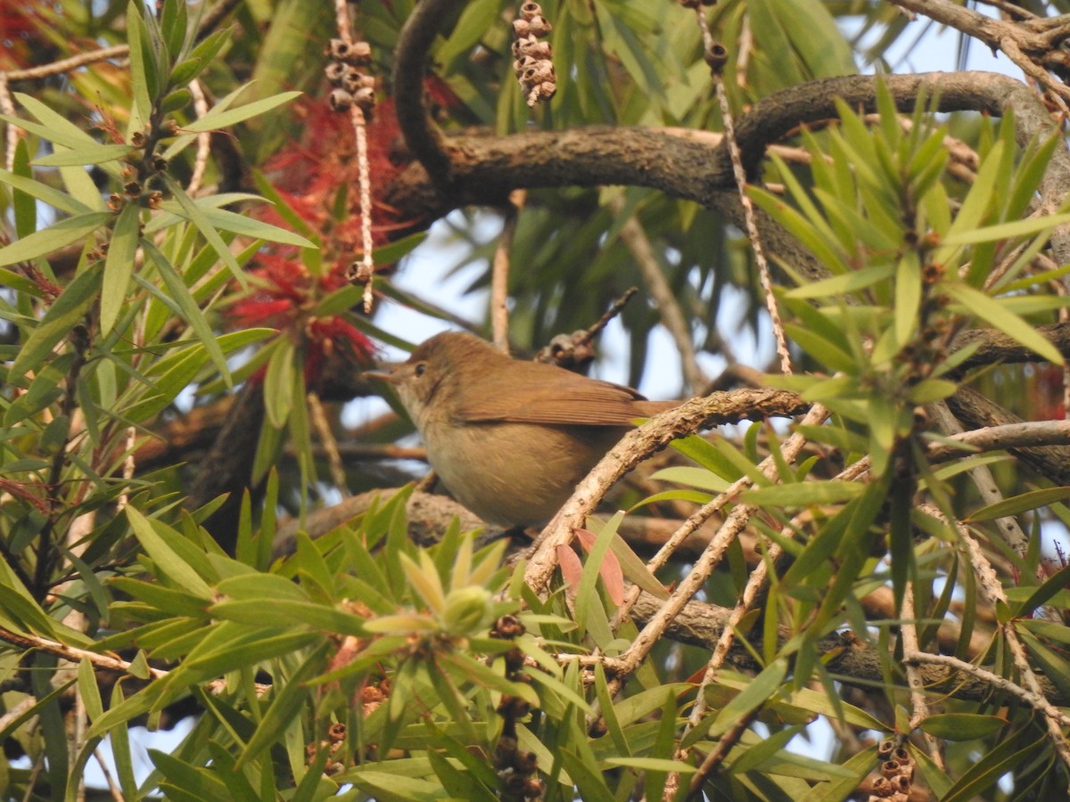 Buschrohrsänger - ML654515001