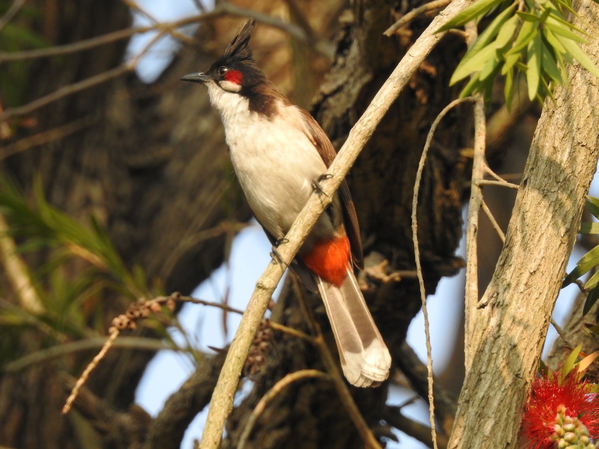 Rotohrbülbül - ML654515030