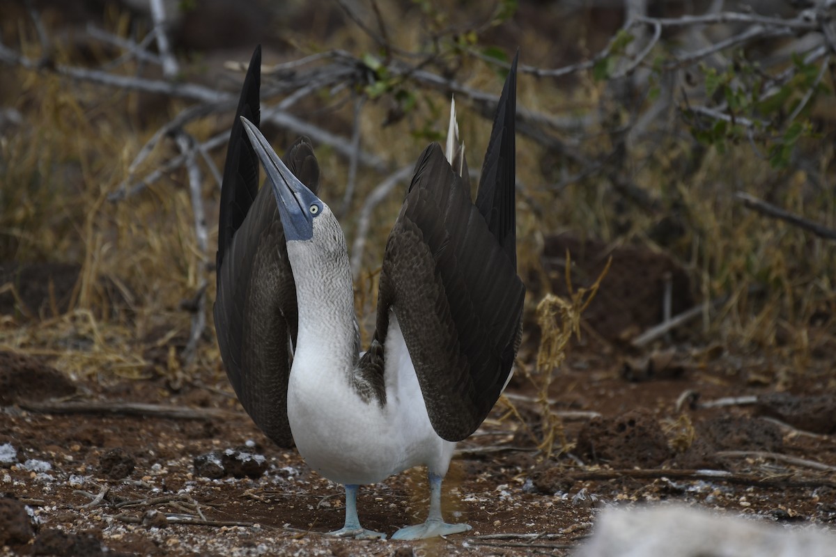 Blue-footed Booby - ML654515053