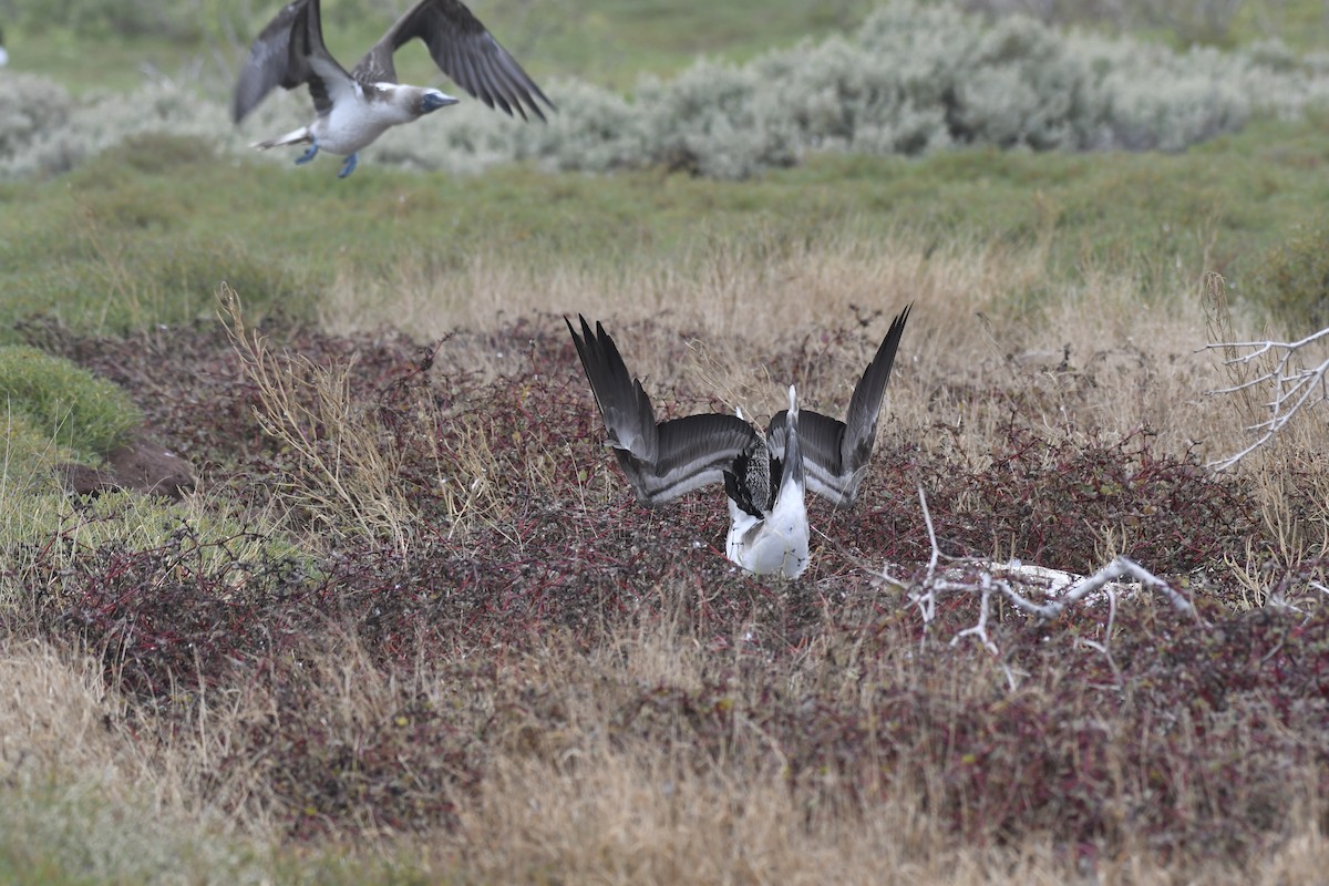 Blue-footed Booby - ML654515078