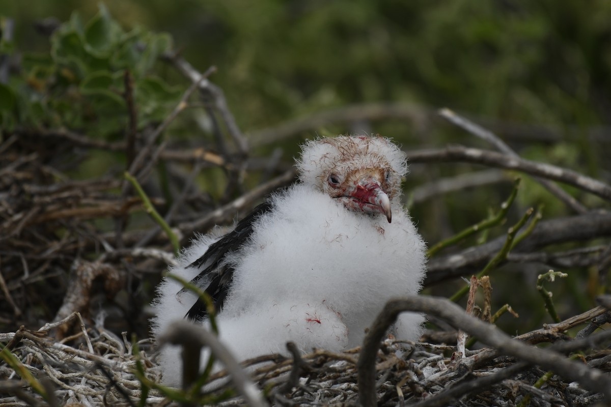 פריגט גדול - ML654515108